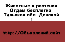 Животные и растения Отдам бесплатно. Тульская обл.,Донской г.